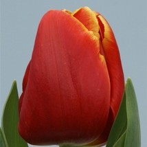 тюльпан абу хасан