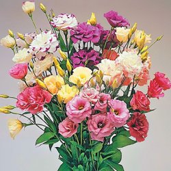 букет з еустоми мікс