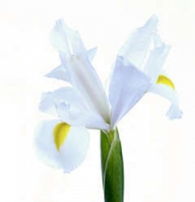 Ірис білий