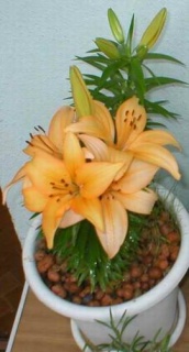 лілія лососева горщикова