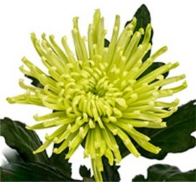 Хризантема