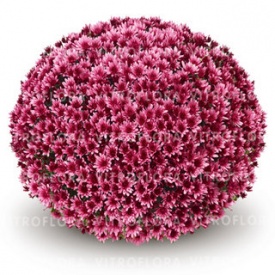 ХРИЗАНТЕМА ГОРШЕЧНА ДРІБНЕКВІЛЬНА