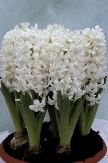 ГЕОЦИНТИ БІЛІ