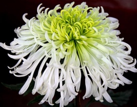 ХРИЗАНТЕМА КРУПНОКВІЛЬНА