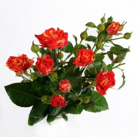 Фаєр Флеш спрей