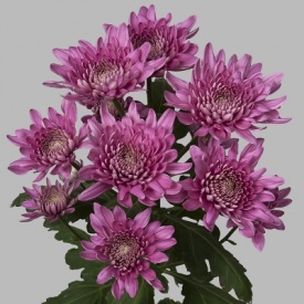 БАЛТИКА РОЖОВА 16