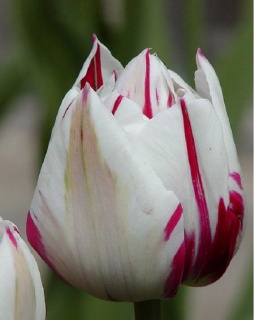 тюльпан 046 приймаються заявки на всі сорти