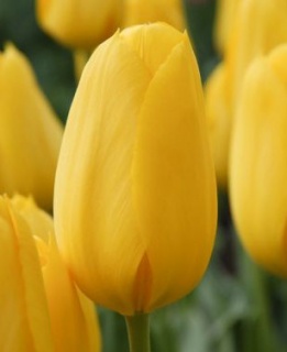 тюльпан 051 приймаються заявки на всі сорти