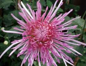 ХРИЗАНТЕМА КРУПНОЦВІТКОВА 28 ПРИЙМАЮТЬСЯ ЗАЯВКИ НА ВСІ СОРТИ