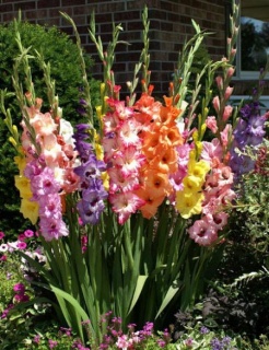 ГЛАДІОЛУС 22