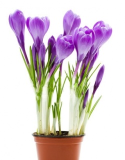 Вазони крокуси