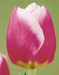 тюльпан 054 приймаються заявки на всі сорти