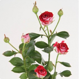 Рубі Стар спрей