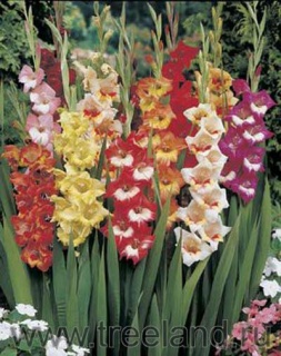 ГЛАДІОЛУС 03