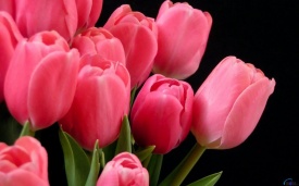 тюльпан 043 приймаються заявки на всі сорти