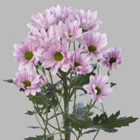 ХРИЗАНТЕМА Гілка 28 ПРИЙМАЮТЬСЯ ЗАМОВЛЕННЯ НА ВСІ СОРТИ