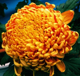 ХРИЗАНТЕМА КРУПНОЦВІТКОВА 41