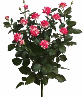 ФАЙЄРВОРКС