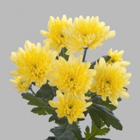 БАЛТИКА Жовта 09