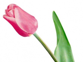 Тюльпан рожевий