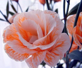 еустома 17 заявки приймаються на всі сорти