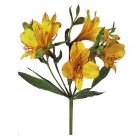 Альстромерія жовта