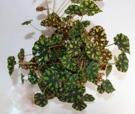 ТІГРОВА БЕГОНІЯ