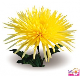 Хризантема