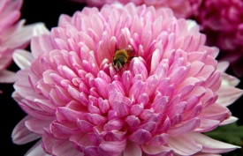 ХРИЗАНТЕМА КРУПНОЦВІТКОВА 31 ПРИЙМАЮТЬСЯ ЗАМОВЛЕННЯ НА ВСІ СОРТИ