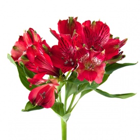 Альстромерія червона