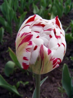 тюльпан 036 приймаються заявки на всі сорти