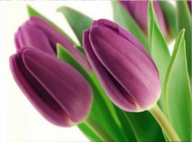 Тюльпан фіолетовий