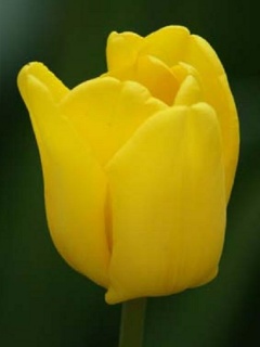 тюльпан 033 приймаються заявки на всі сорти