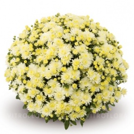 ХРИЗАНТЕМА ГОРШЕЧНА ДРІБКОКВІЛЬНА 10 ПРИЙМАЮТЬСЯ ЗАЯВКИ НА ВСІ СОРТИ