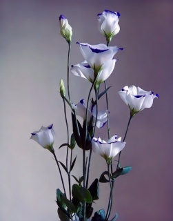 еустома 21 заявки приймаються на всі сорти