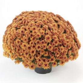 ХРИЗАНТЕМА ГОРШЕЧНА ДРІБНЕКВІЛЬНА 05