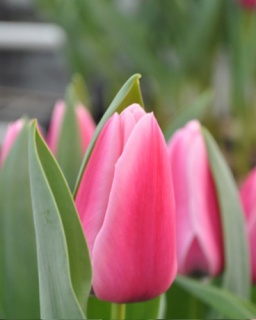 тюльпан 038 приймаються заявки на всі сорти