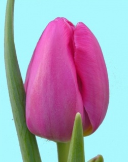 тюльпан 061 приймаються заявки на всі сорти