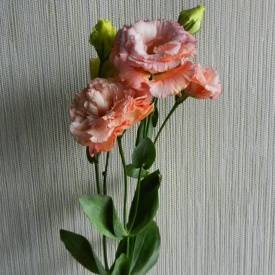 еустома 19 заявки приймаються на всі сорти