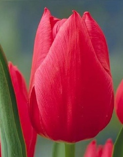 тюльпан 059 приймаються заявки на всі сорти