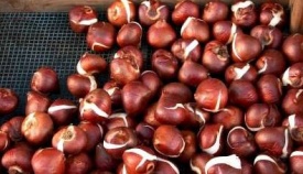 тюльпан 060 приймаються заявки на всі сорти.