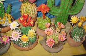 КАКТУСИ КВІТНІ