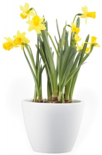 Вазони нарциси