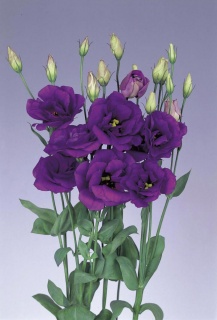 Еустома фіолетова