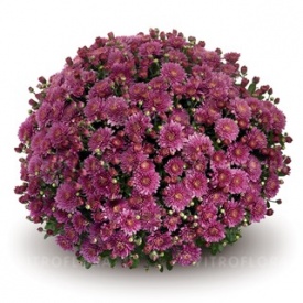 ХРИЗАНТЕМА ГОРШЕЧНА ДРІБНЕКВІЛЬНА 11