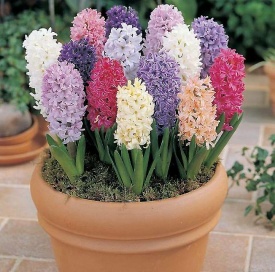 ГІАЦИНТ МІКС