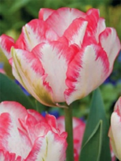 тюльпан 039 приймаються заявки на всі сорти