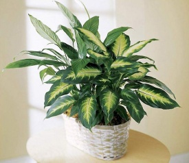 ДИФЕНБАХІЯ