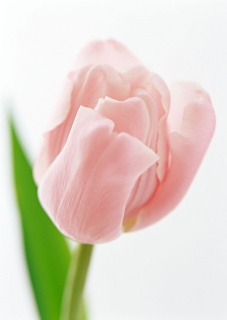 тюльпан 023 приймаються заявки на всі сорти