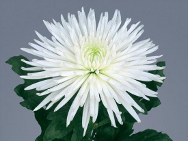 Хризантема